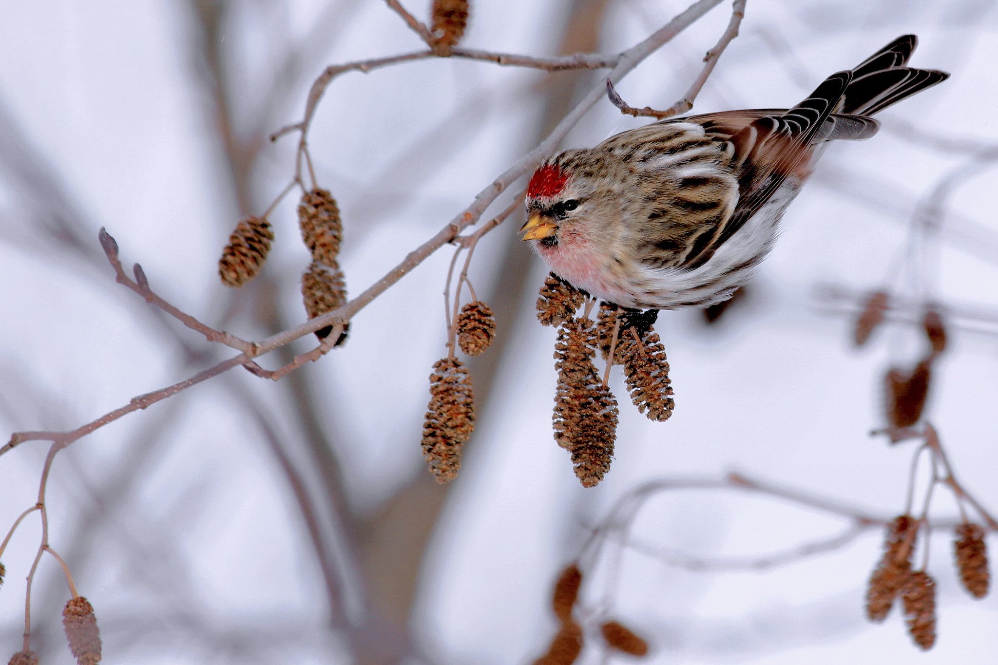 branch, Bird, Winter Wallpaper