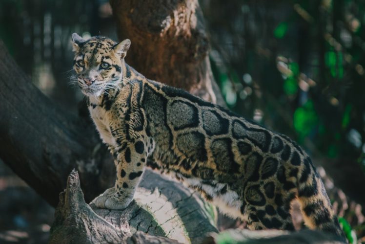 clouded, Leopard, Wild, Cat, Predator HD Wallpaper Desktop Background