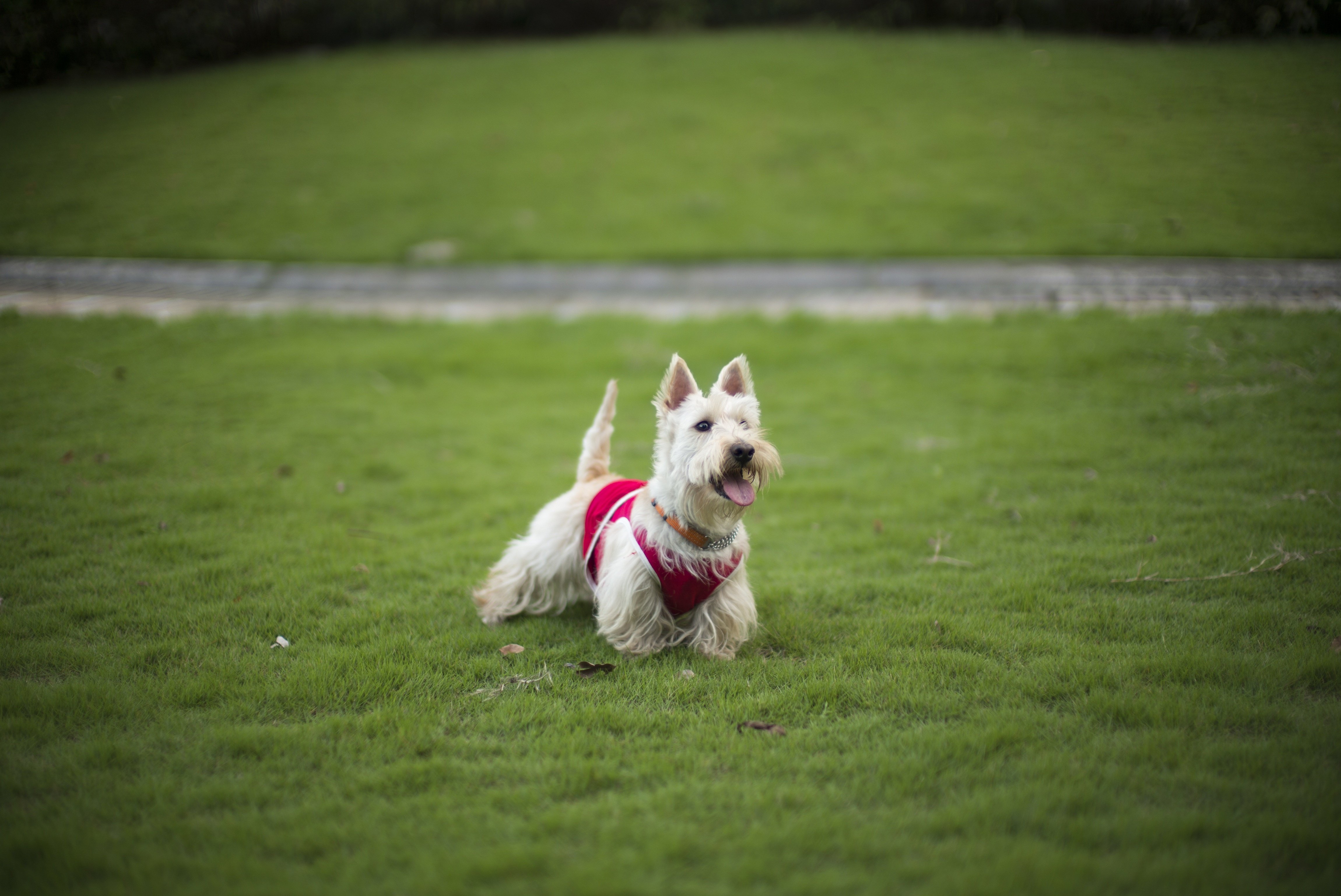 dog, Lawn, Grass, One, Terrier Wallpaper