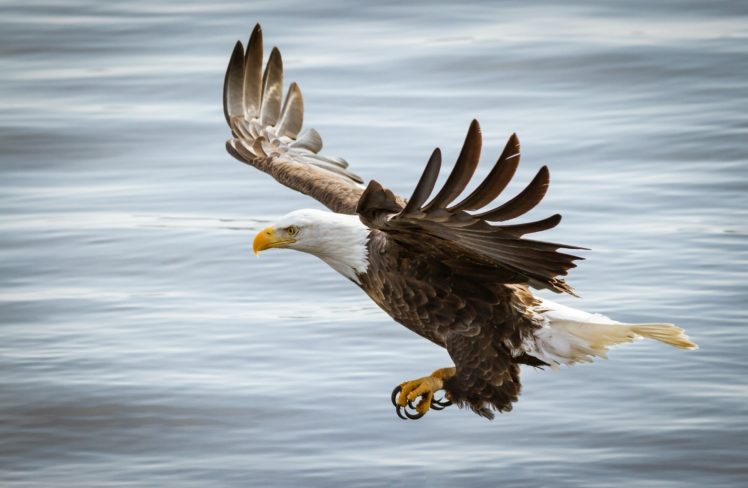 eagle, Bird, Predator, Wings, Flight HD Wallpaper Desktop Background
