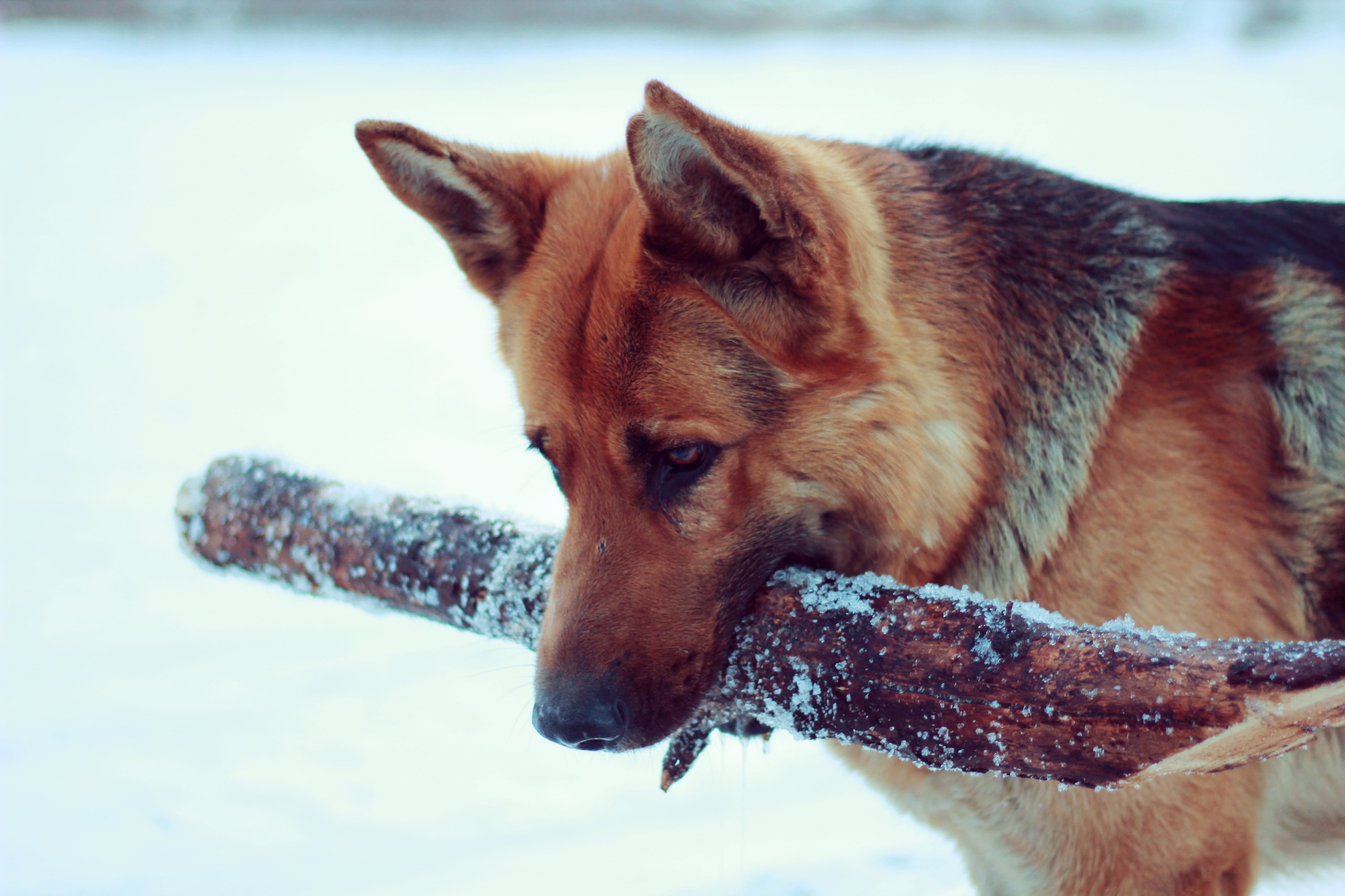fun, Snow, Dog, German, Shepherd, Winter Wallpaper