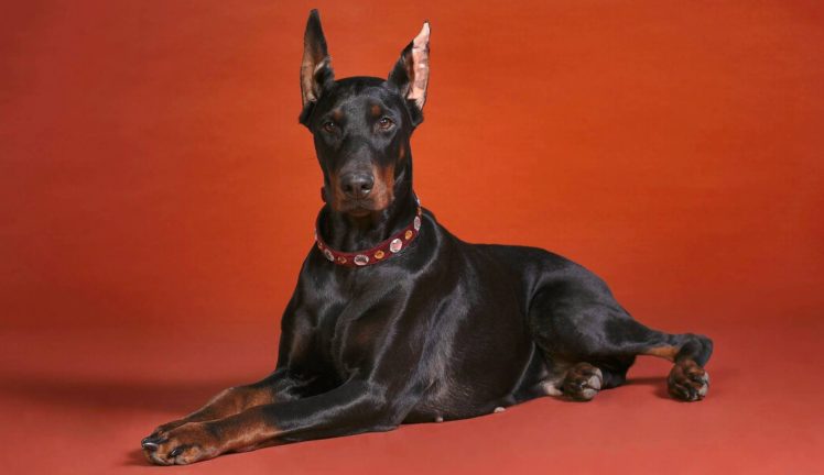 breed, Red, Background, Doberman HD Wallpaper Desktop Background