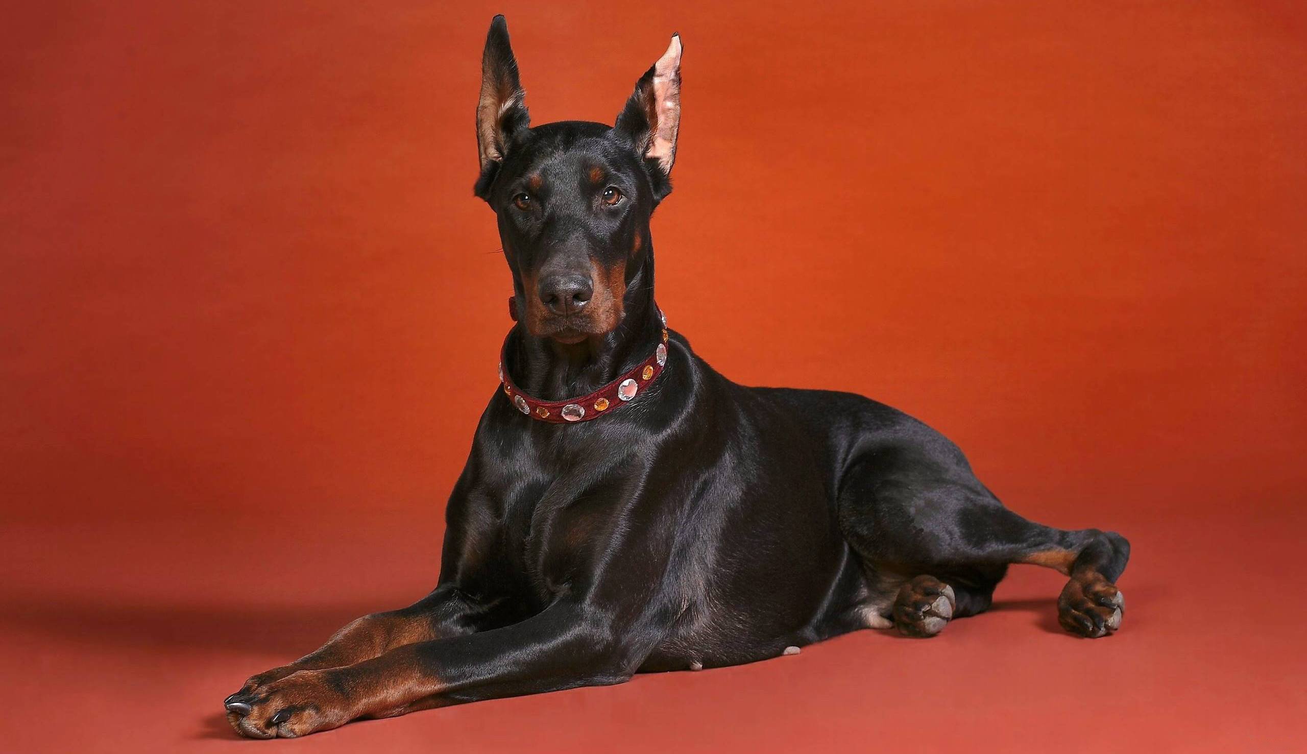 breed, Red, Background, Doberman Wallpaper