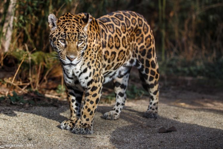 look, Jaguar, Wild, Cat, Predator, Spots HD Wallpaper Desktop Background