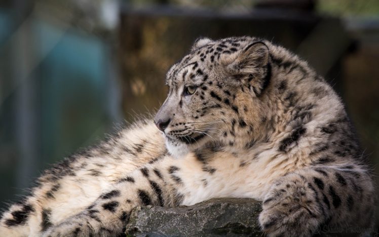 majestic, Snow, Leopard, Wild, Cat, Predator HD Wallpaper Desktop Background