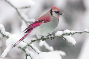 nature, Winter, Bird, Snow, Branch