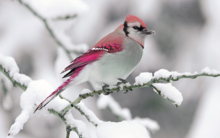 nature, Winter, Bird, Snow, Branch HD Wallpaper Desktop Background