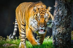 orange, Tiger, Wild, Cat, Predator, Face, Tongue