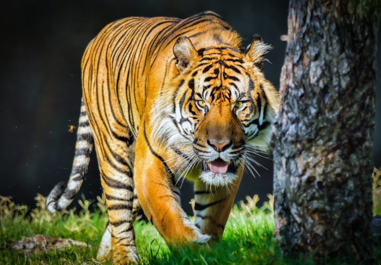 orange, Tiger, Wild, Cat, Predator, Face, Tongue HD Wallpaper Desktop Background