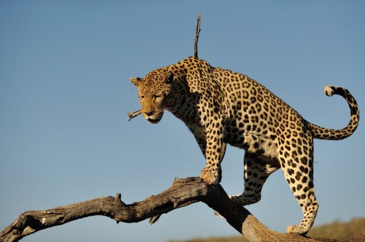 spots, Leopard, Wild, Cat, Predator, Log, Sky HD Wallpaper Desktop Background