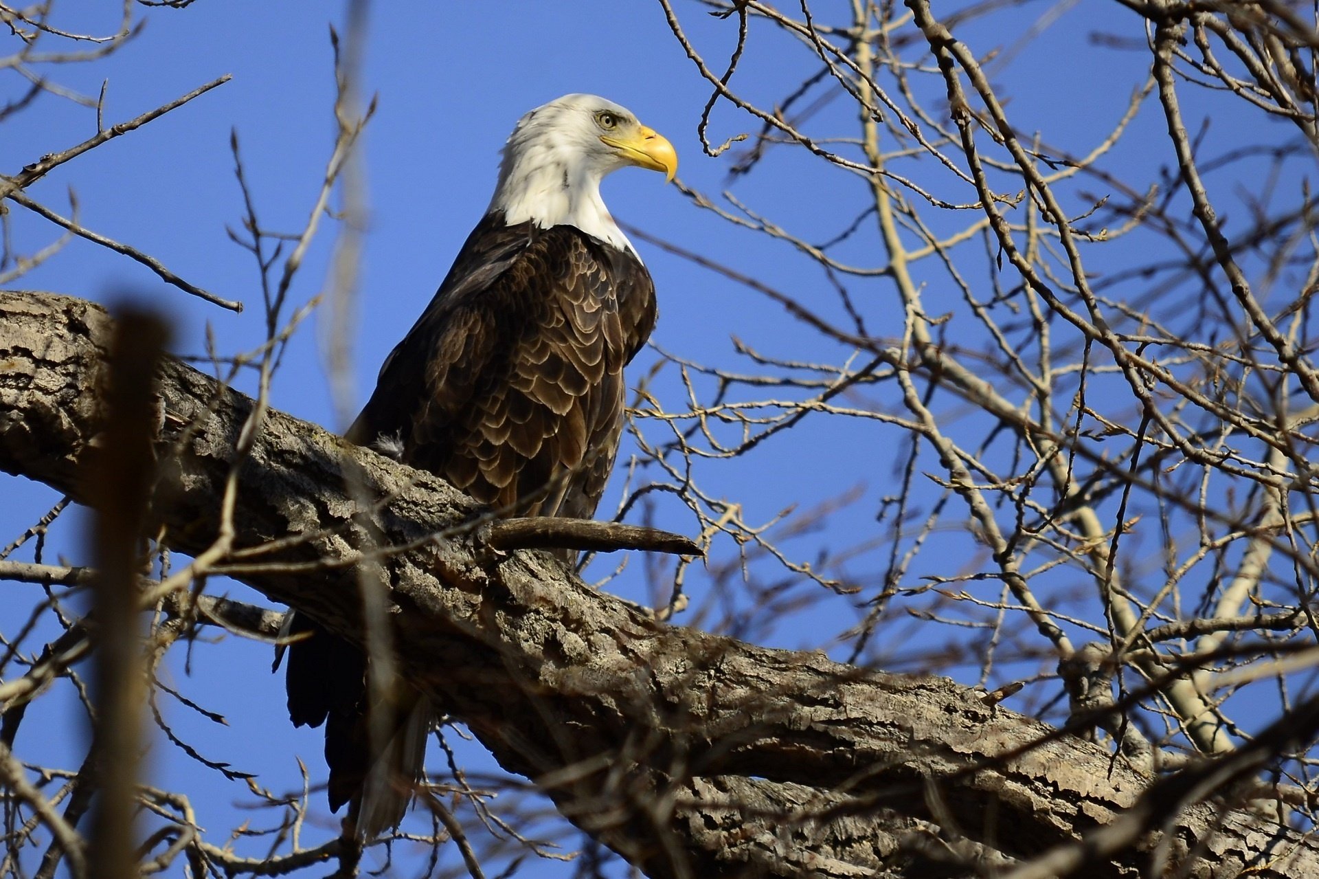 tree, Eagle, Bird, Predator, Profile, Branches Wallpaper
