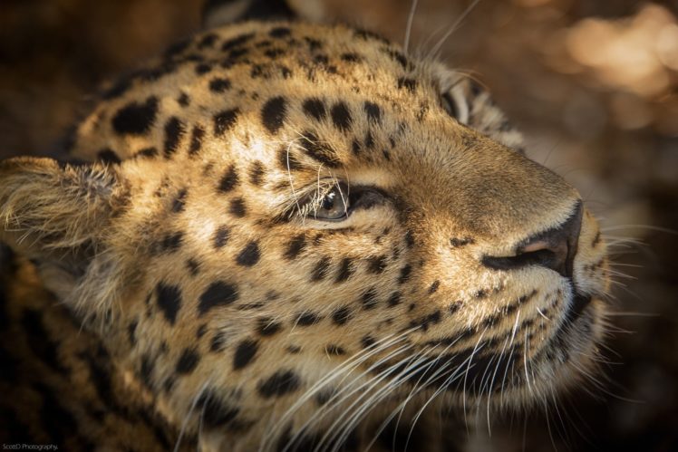 whiskers, Leopard, Wild, Cat, Predator, Muzzle HD Wallpaper Desktop Background