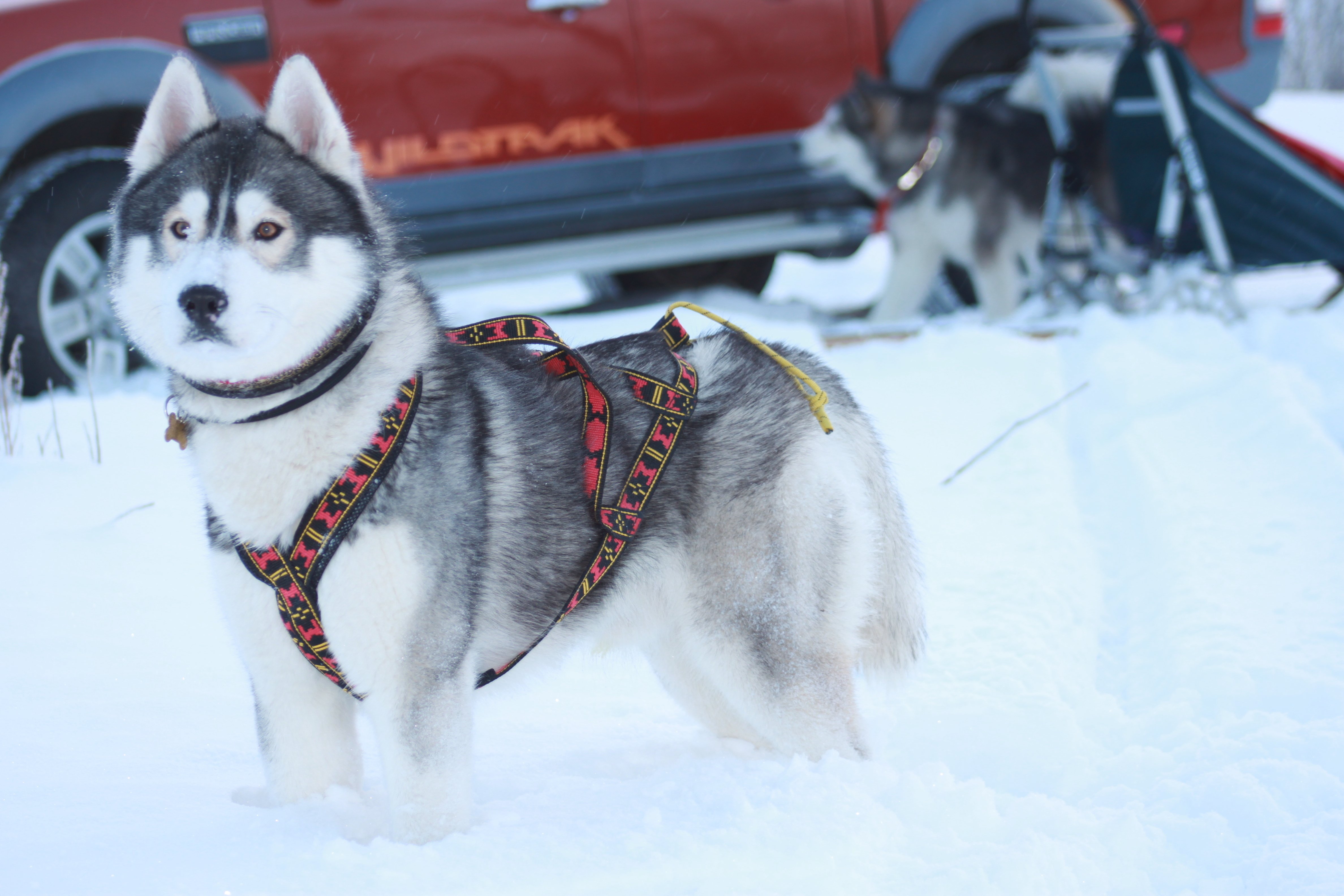 winter, Husky, Dog Wallpaper