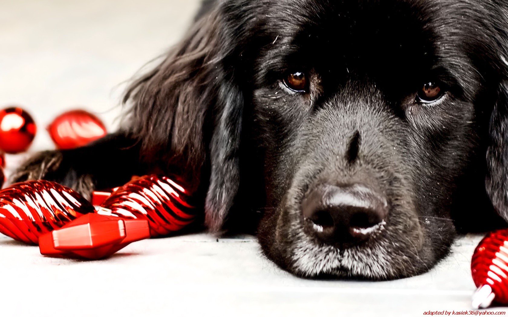 animals, Dogs Wallpaper