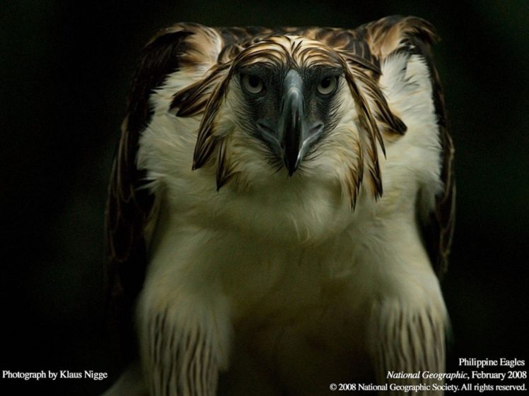 birds, Eagles, National, Geographic, Bird, Of, Prey HD Wallpaper Desktop Background