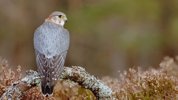 nature, Birds, Hawks HD Wallpaper Desktop Background