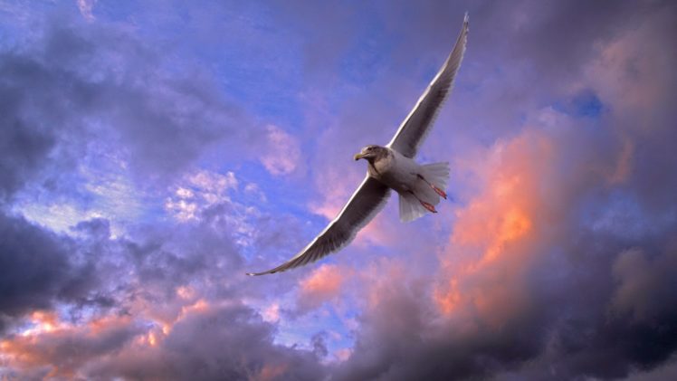 seagulls, Washington HD Wallpaper Desktop Background