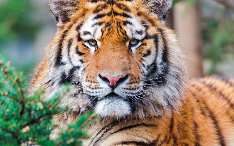 tiger, Pov HD Wallpaper Desktop Background