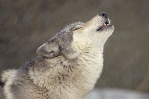 wolf, Wolves, Winter, Flake, Snow