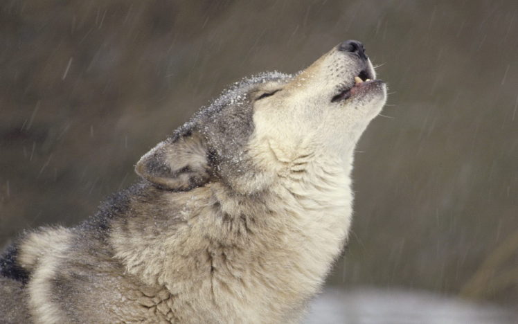 wolf, Wolves, Winter, Flake, Snow HD Wallpaper Desktop Background