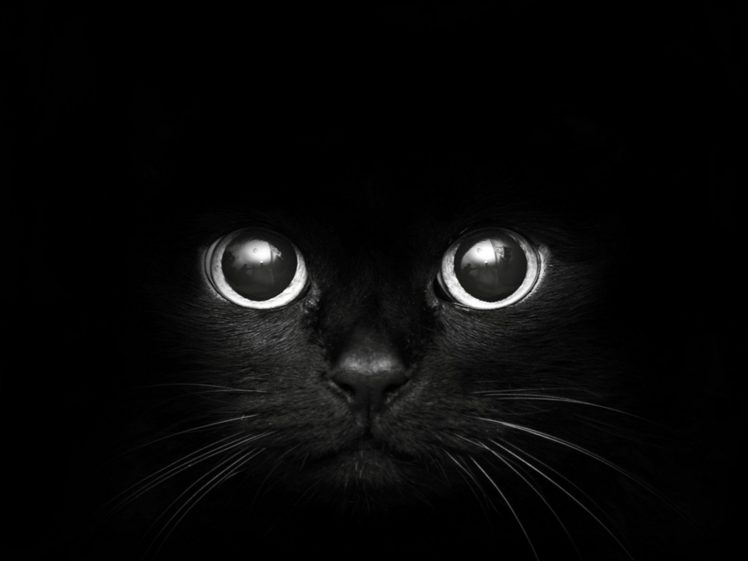 black, Cats, Animals, Pets HD Wallpaper Desktop Background