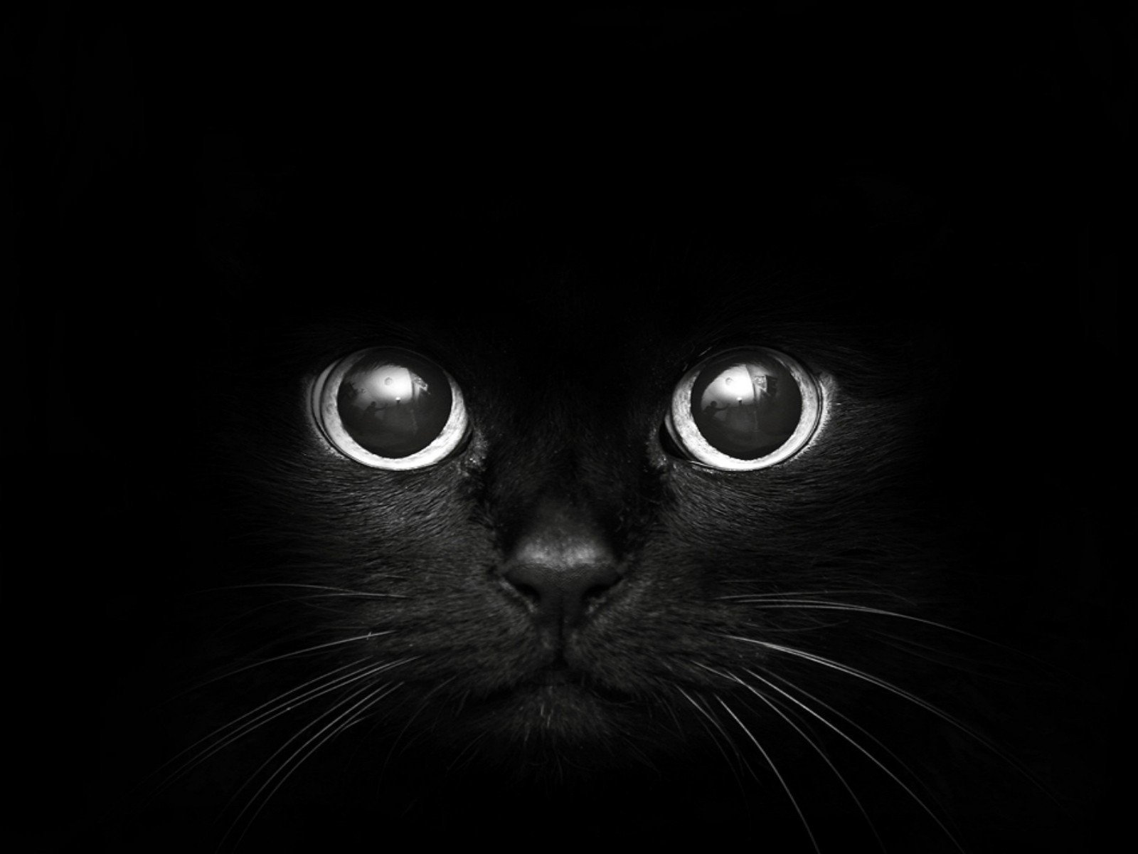 black, Cats, Animals, Pets Wallpaper