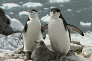 birds, Penguins, Chinstrap, Penguins