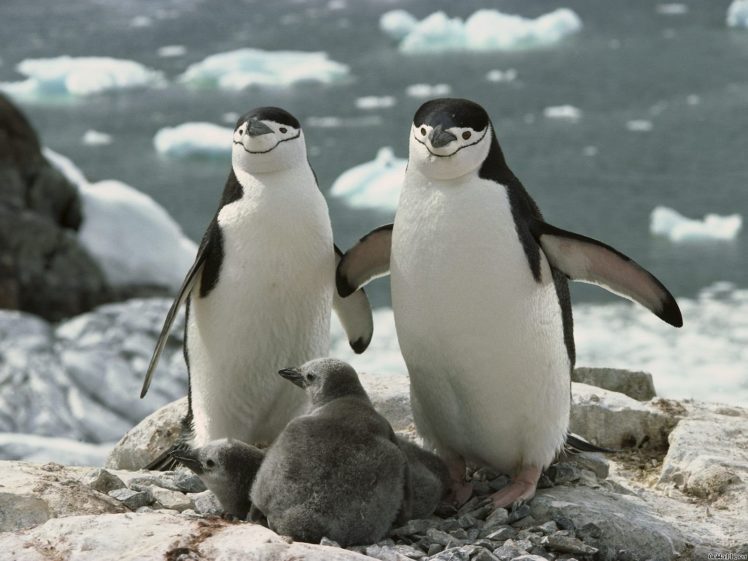 birds, Penguins, Chinstrap, Penguins HD Wallpaper Desktop Background