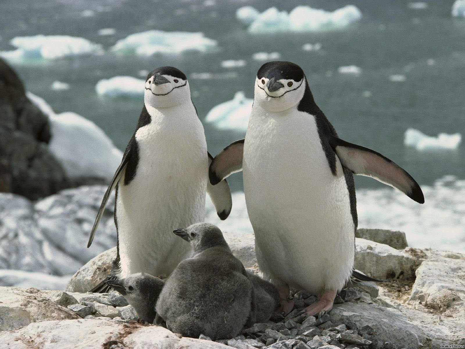 birds, Penguins, Chinstrap, Penguins Wallpaper