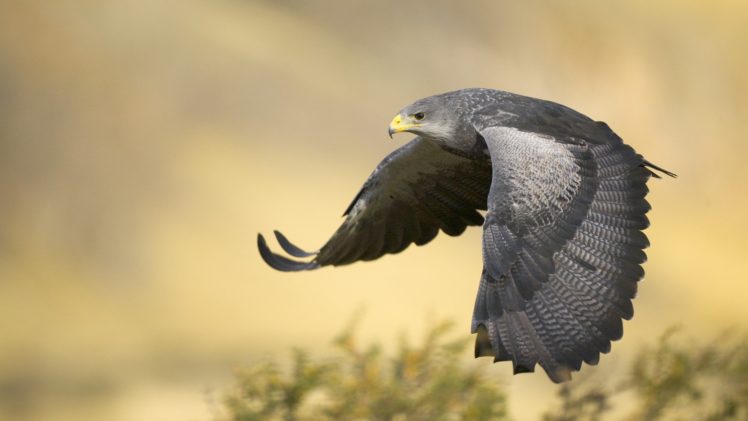 black, Birds, Argentina, Eagles