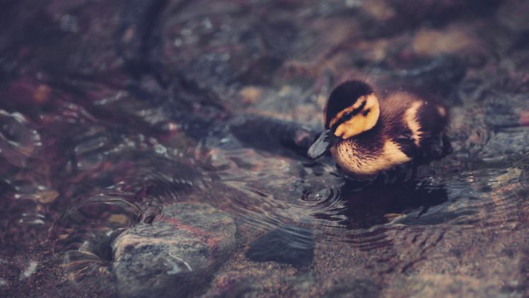 animals, Duckling, Baby, Birds HD Wallpaper Desktop Background