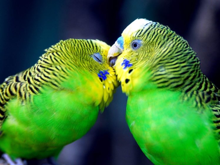 birds, Wildlife, Parakeets, Budgerigar HD Wallpaper Desktop Background