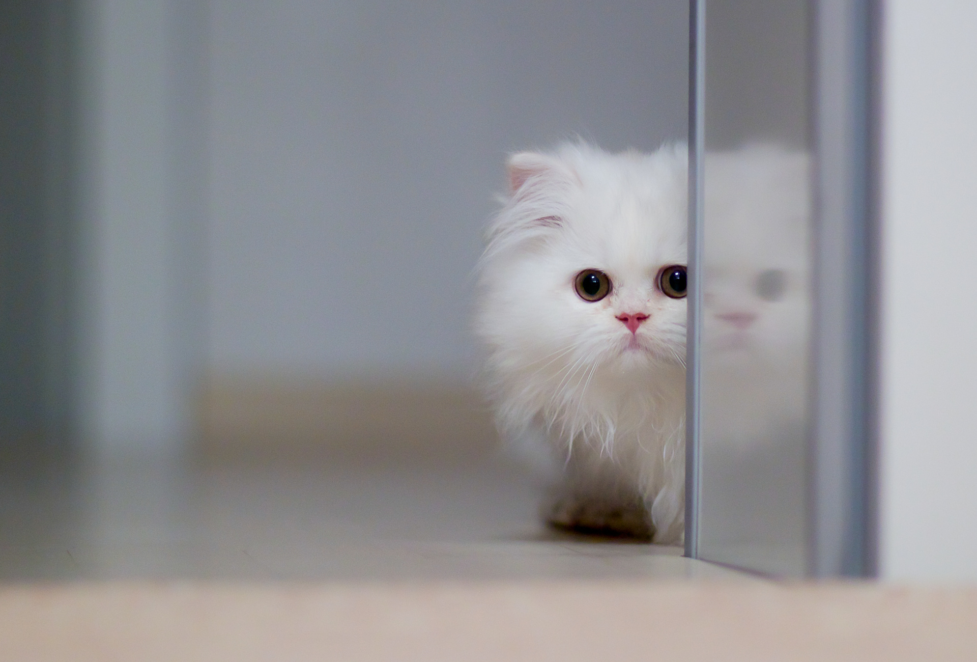 kitten Wallpaper