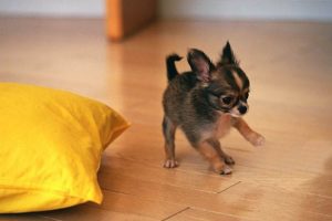 cute, Chihuahua, Puppy, Playing