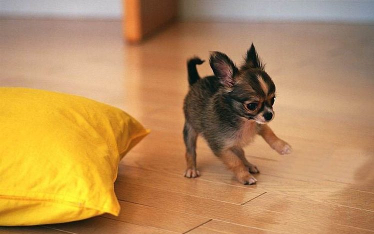 cute, Chihuahua, Puppy, Playing HD Wallpaper Desktop Background