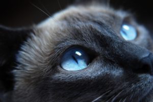 eyes, Cats, Blue, Eyes, Animals
