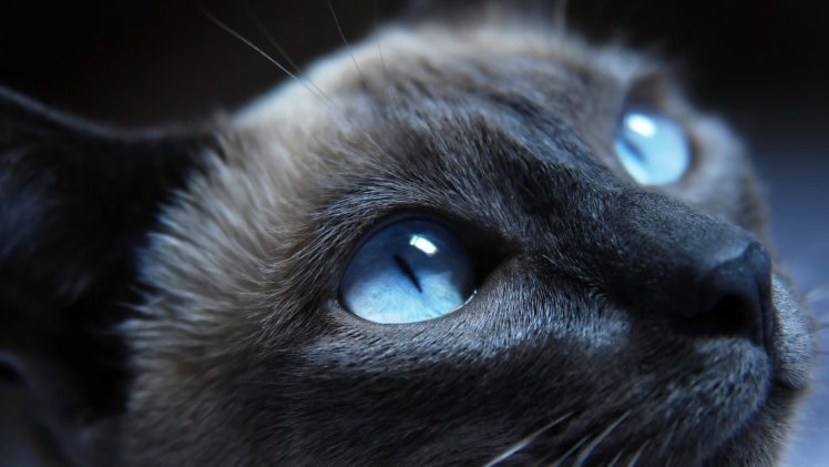 eyes, Cats, Blue, Eyes, Animals HD Wallpaper Desktop Background