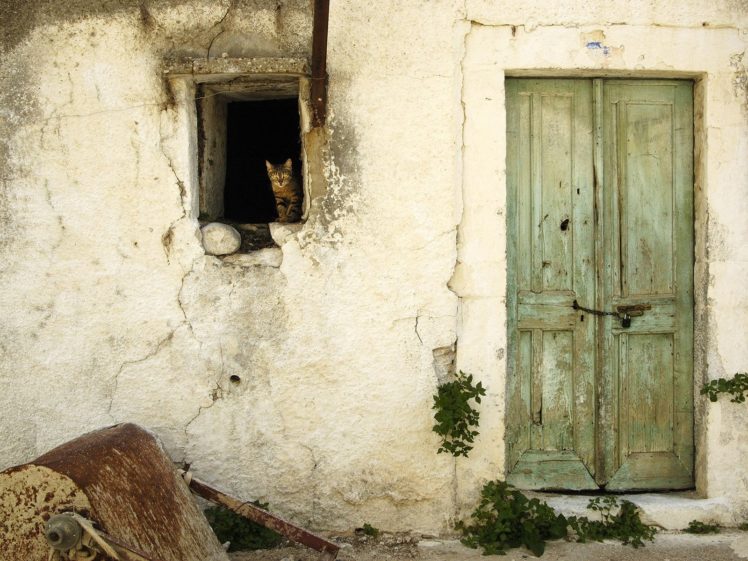 cats, Wall, Houses, Doors HD Wallpaper Desktop Background