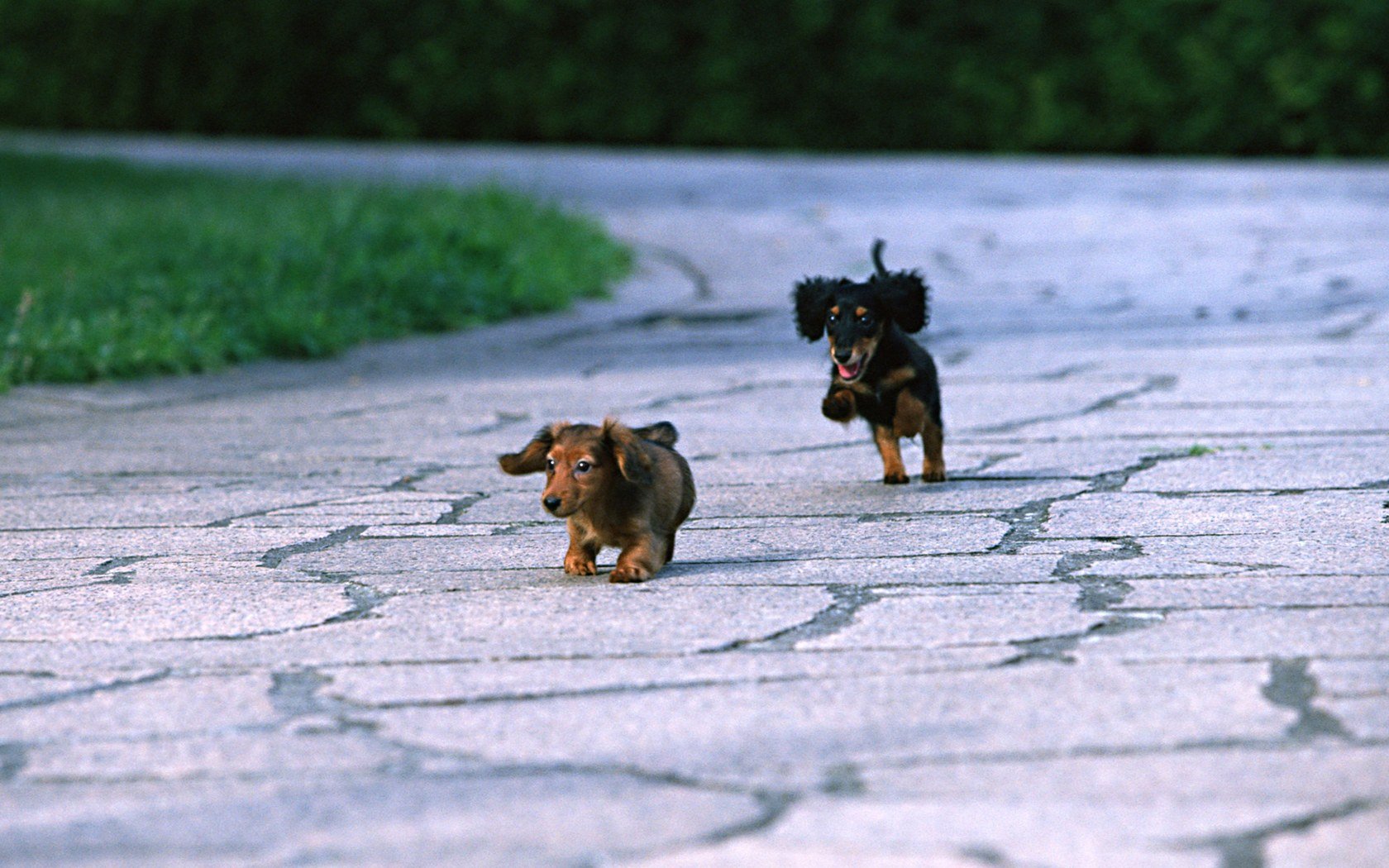 animals, Dogs, Puppies, Canine, Dachshund Wallpaper