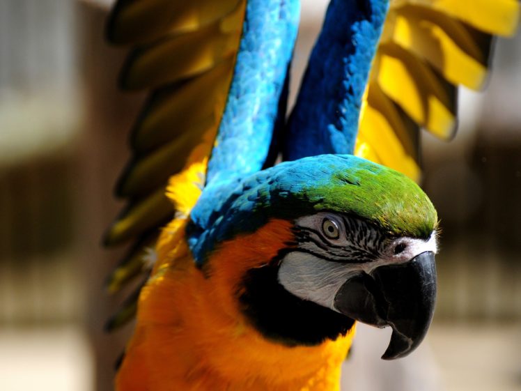 close up, Birds, Animals, Parrots, Depth, Of, Field, Blue and yellow, Macaws HD Wallpaper Desktop Background