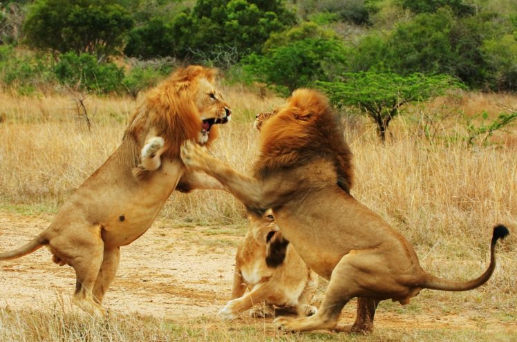 lion, Battle, Fight, Cat, Predator HD Wallpaper Desktop Background