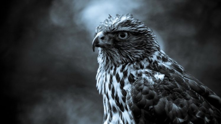 birds, Hawks HD Wallpaper Desktop Background
