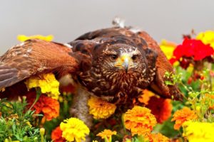 flowers, Birds, Eagles, Marigold