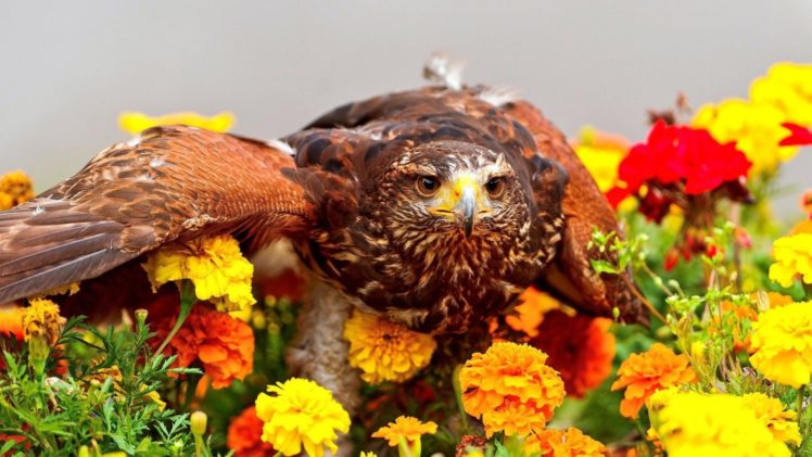 flowers, Birds, Eagles, Marigold HD Wallpaper Desktop Background