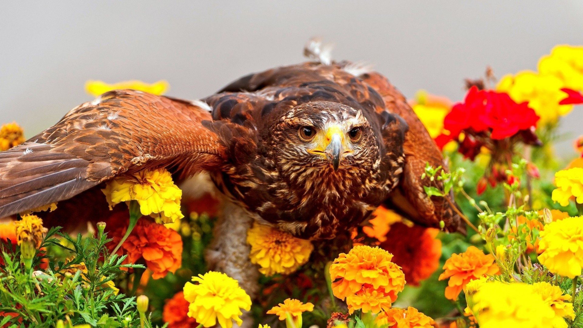 flowers, Birds, Eagles, Marigold Wallpaper