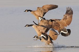 flying, Birds, Geese