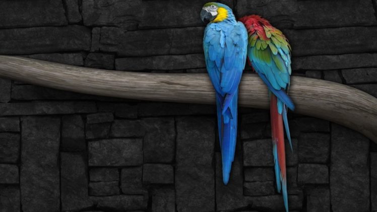 birds, Animals, Parrots, Branches, Macaw HD Wallpaper Desktop Background