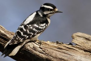 nature, Birds, Woodpecker