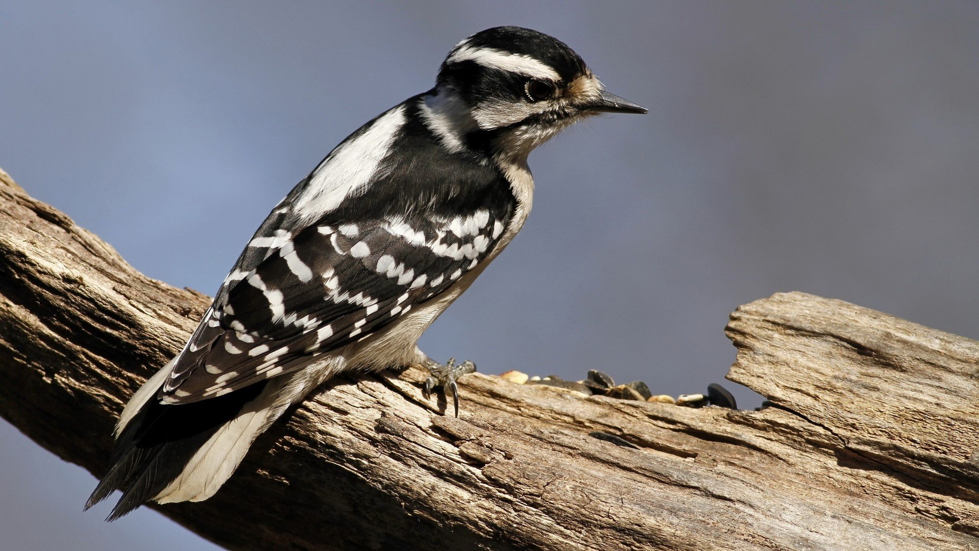 nature, Birds, Woodpecker Wallpaper