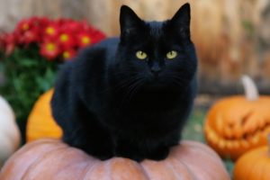 black, Cat, Halloween, Pumpkins, Jack o lanterns